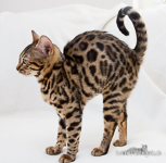 Bengal Katzen